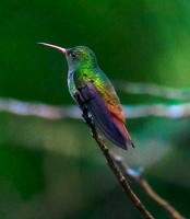 Rufus-tailed Hummingbird Belize 85