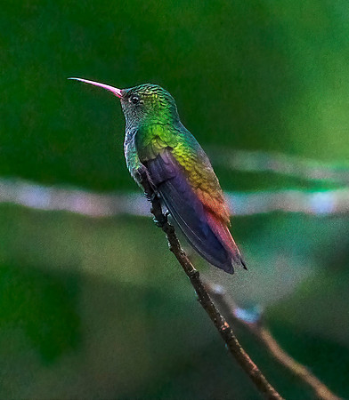 Rufus-tailed Hummingbird Belize 85