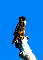 Bat Falcon Belize  6