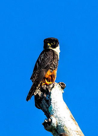 Bat Falcon Belize  6