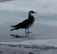 Arctic  Skua 3