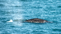 American Gray Whale In Arctic Waters 2