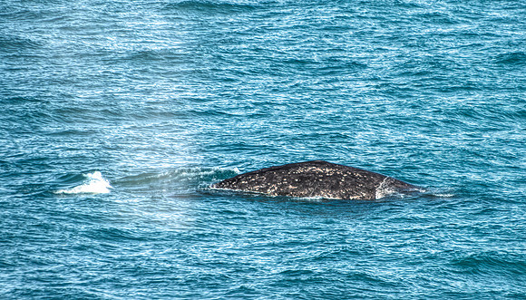 American Gray Whale In Arctic Waters 2