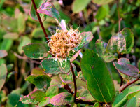 Arctic Bloom 2