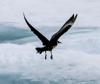 Arctic Skua 7