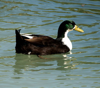 Asian Mallard Bukhara 1