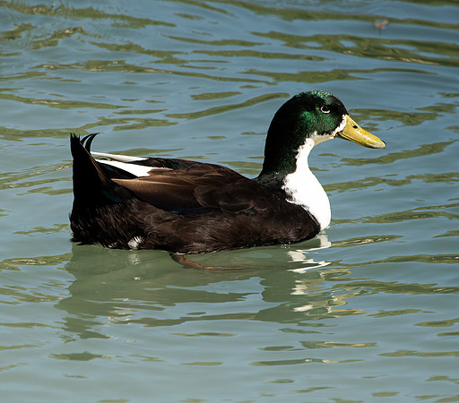 Asian Mallard Bukhara 1