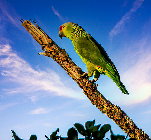 Red-lored Parrot 85