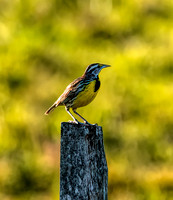 Eastern Meadowlark Belize 1