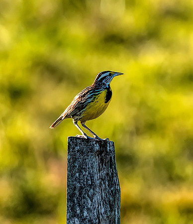 Eastern Meadowlark Belize 1