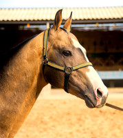 Akhal-Teke Turkmen Horse  2