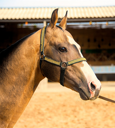 Akhal-Teke Turkmen Horse  2