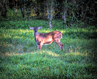 White-tailed Deer Belize 1