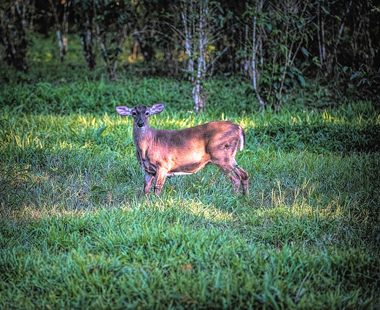 White-tailed Deer Belize 1