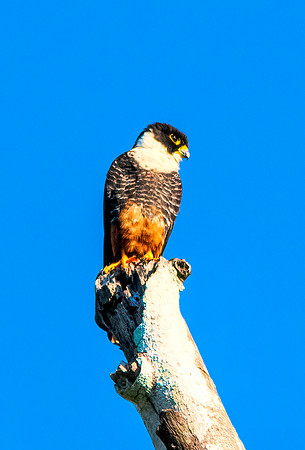 Bat Falcon Belize 2