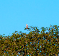 White-tailed Kite Belize