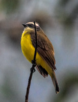 Social Flycacher Belize 2