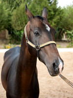 Akhal-Teke Turkmen Horse 1