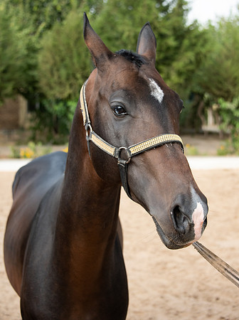 Akhal-Teke Turkmen Horse 1